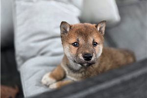 Mateo - Shiba Inu for sale