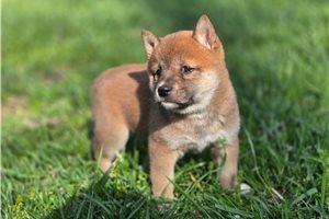 Paisley - Shiba Inu for sale