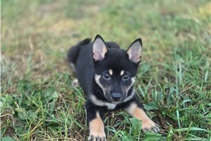 Tatiana - Shiba Inu for sale