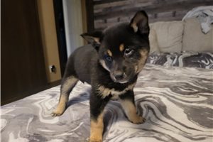 Irene - puppy for sale