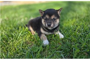 Poppy - Shiba Inu for sale