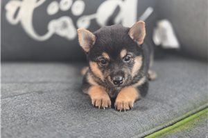 Tyra - puppy for sale