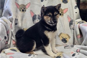 Mila - Shiba Inu for sale