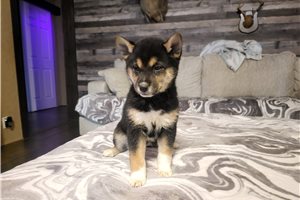 Itzel - puppy for sale