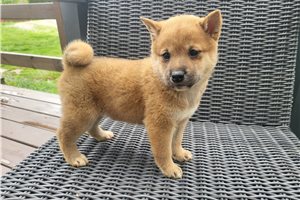 Kintsugi - puppy for sale