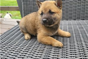 Rina - puppy for sale