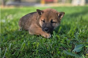Penny - Shiba Inu for sale
