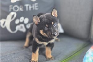 Tatiana - puppy for sale