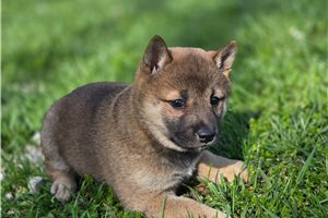 Persephone - Shiba Inu for sale