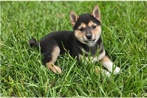 Poppy - Shiba Inu for sale