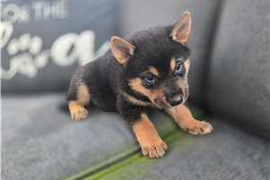 Tracker - Shiba Inu for sale