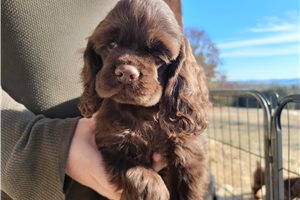 Omar - puppy for sale