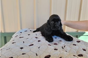 Roxanne - puppy for sale