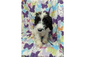 Betty - Bernedoodle for sale