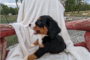 Esty - Bernese Mountain Dog for sale
