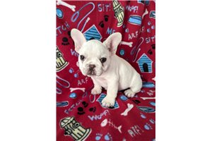 Eddy - French Bulldog for sale