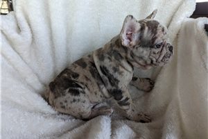 Reginald - French Bulldog for sale