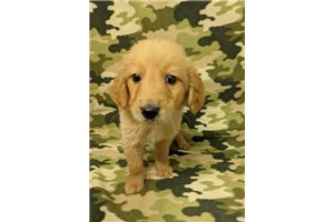 Casey Golden Retriever Puppy 028d94 Pawrade