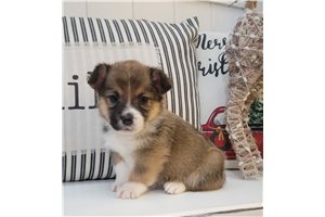 Foster - Auggie for sale
