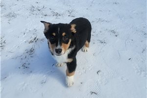 Kristopher - puppy for sale
