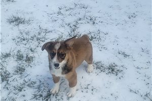 Denis - puppy for sale