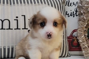 Aimie - puppy for sale