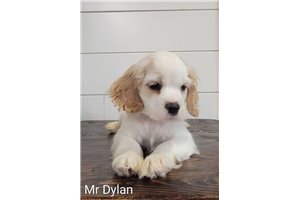 Dylan - Cocker Spaniel for sale