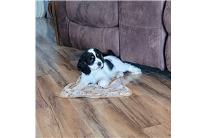 Lily - Cocker Spaniel for sale