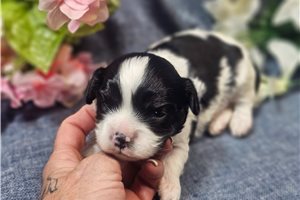 Dawson - Cavapoo for sale