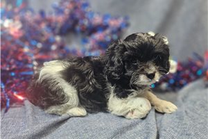 Doris - Cavapoo for sale