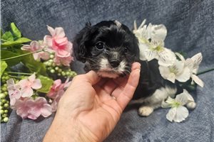 Doris - Cavapoo for sale