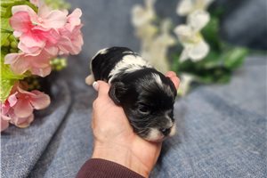 Doris - puppy for sale