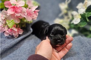 Diana - puppy for sale