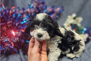 Dawson - Cavapoo for sale