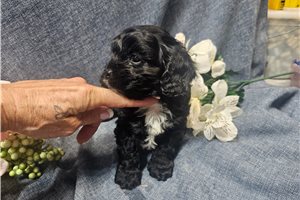 Diana - Cavapoo for sale