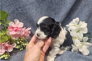 Dawson - Cavapoo for sale