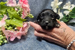 Liam - puppy for sale
