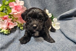 Liam - Havapoo for sale