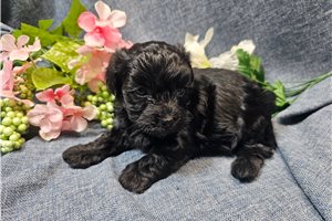 Layla - Havapoo for sale