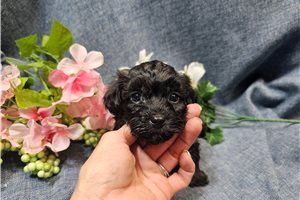 Luna - Havapoo for sale