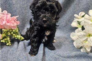 Lucy - Havapoo for sale