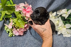 Luna - Havapoo for sale