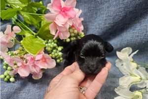 Layla - puppy for sale