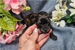 Lucas - Havapoo for sale