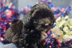Liam - Havapoo for sale