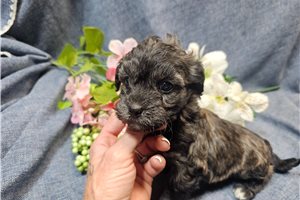 Lucas - Havapoo for sale
