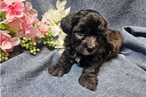 Lily - Havapoo for sale