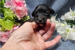 Lily - puppy for sale
