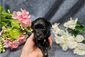 Lucy - Havapoo for sale