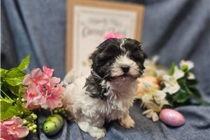 Camila - Malti Poo - Maltipoo for sale